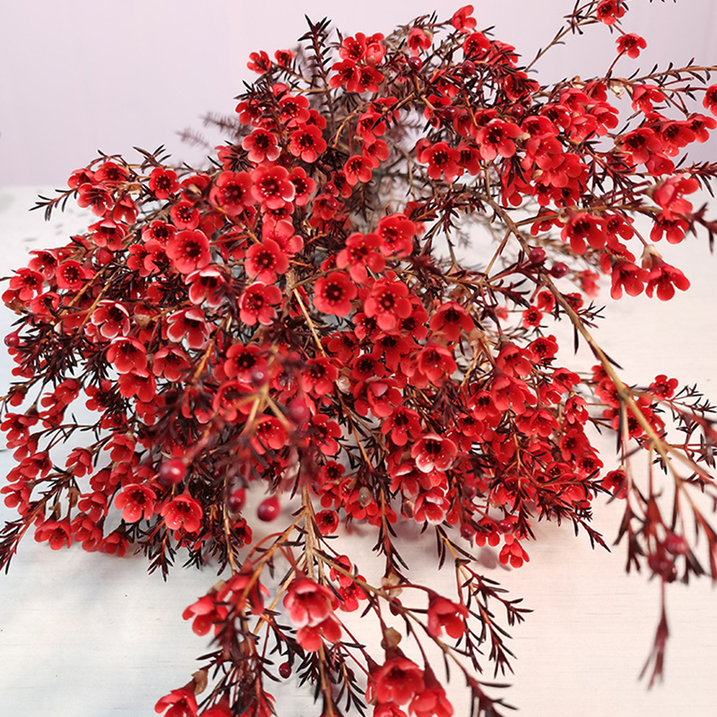 腊梅鲜花新鲜云南直发基地澳洲插花斗南真花蜡花市水养冬澳梅奥梅