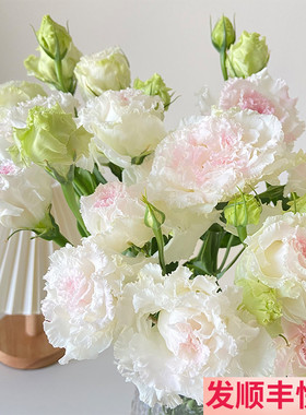 冰淇淋洋桔梗斗南鲜花基地直发云南昆明花卉市场批花市发激鲜切花