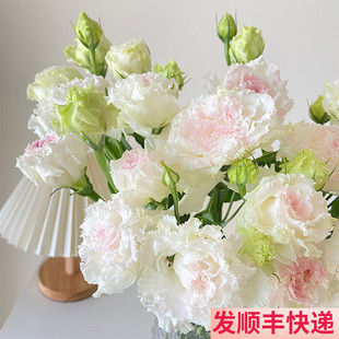 冰淇淋洋桔梗斗南鲜花基地直发云南昆明花卉市场批花市发激鲜切花