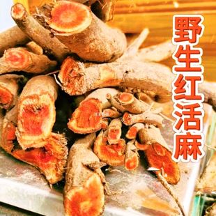 云南新鲜红活麻根野生红荨麻草根红河马红禾麻高原红霍麻纯根晒干