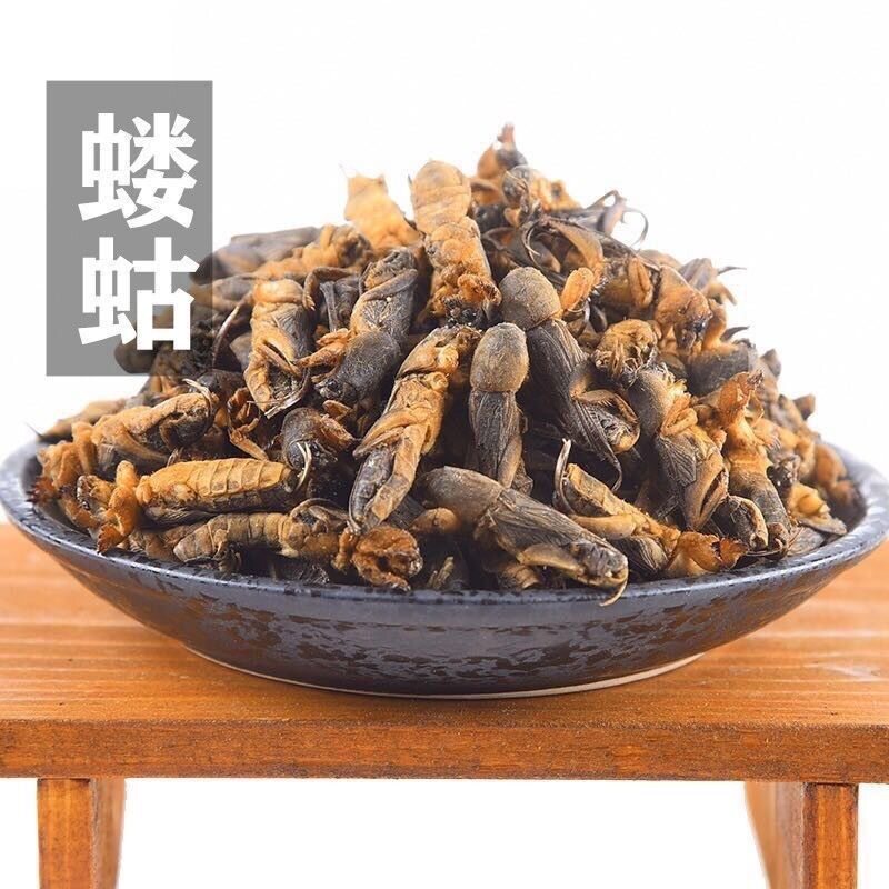 云南中药材蝼蛄 拉拉蛄 地拉蛄 天蝼 土狗 正宗蝼蛄 正品无硫包邮