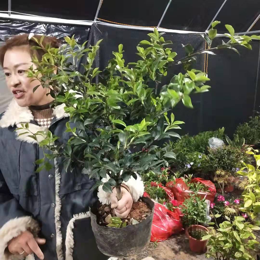 大棵茶梅1棵 鲜花速递/花卉仿真/绿植园艺 时令草本花卉 原图主图