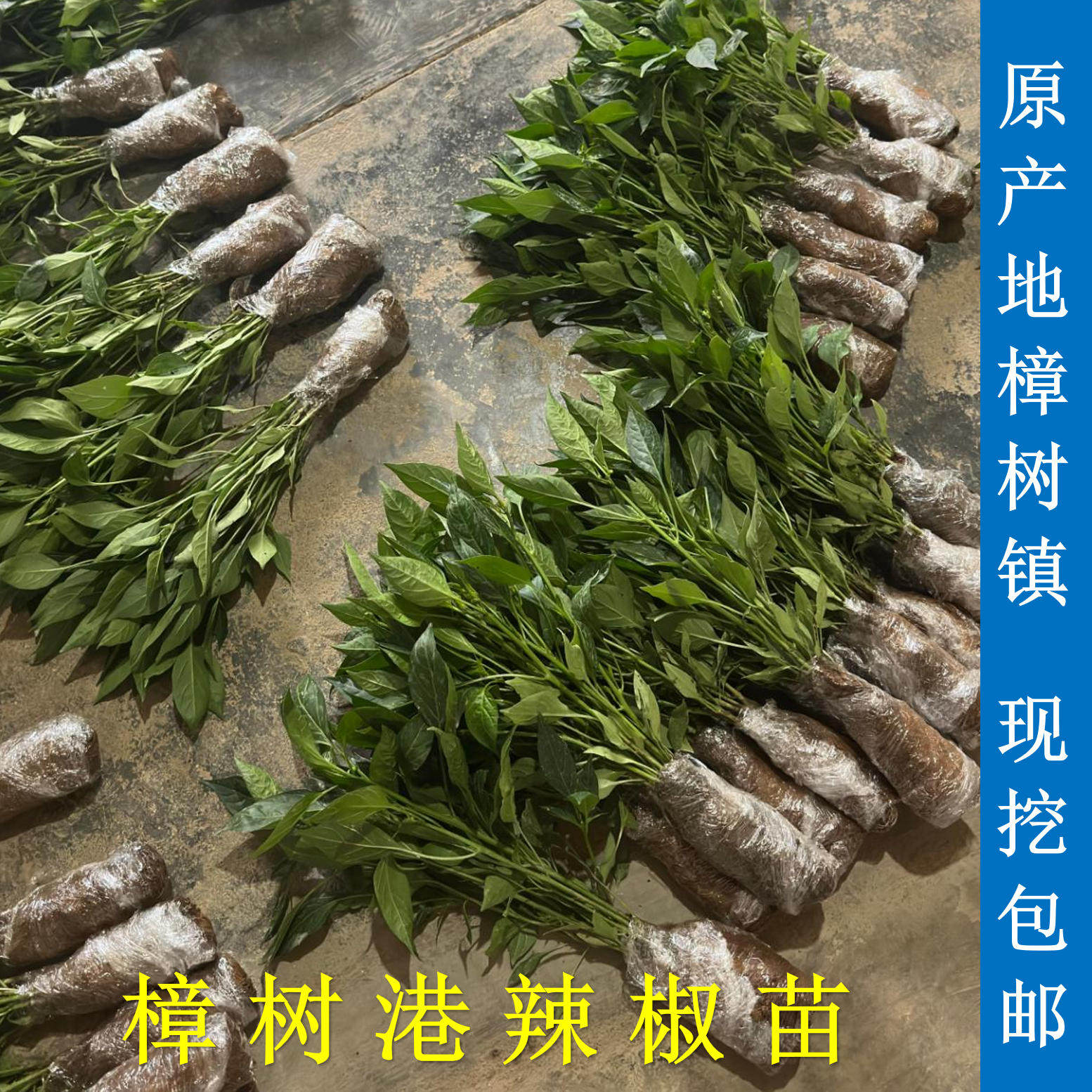 湖南本地蔬菜苗优质樟树港辣椒苗农家菜园樟树港茄子苗白黄瓜苗