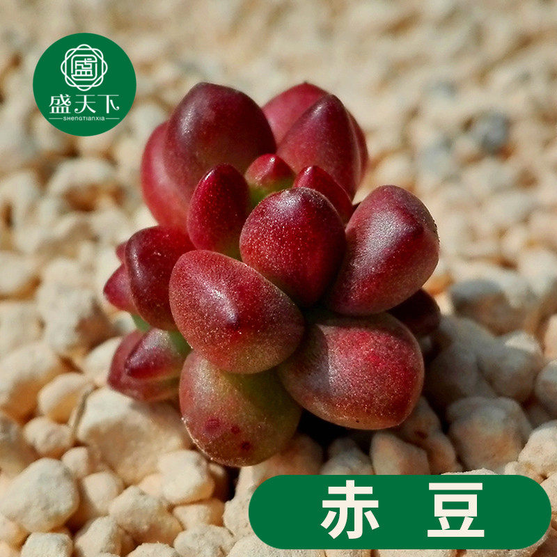 多肉植物 赤豆 又名白石 红豆 盆栽绿植花卉盆花组合多肉d