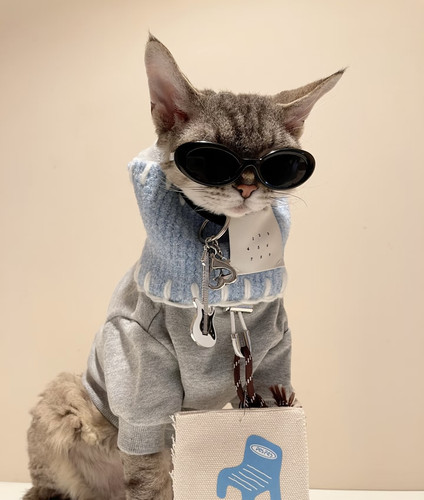 猫咪墨镜墨镜可爱狗狗三角墨镜猫狗摆拍道具宠物配饰马尔济斯狗狗