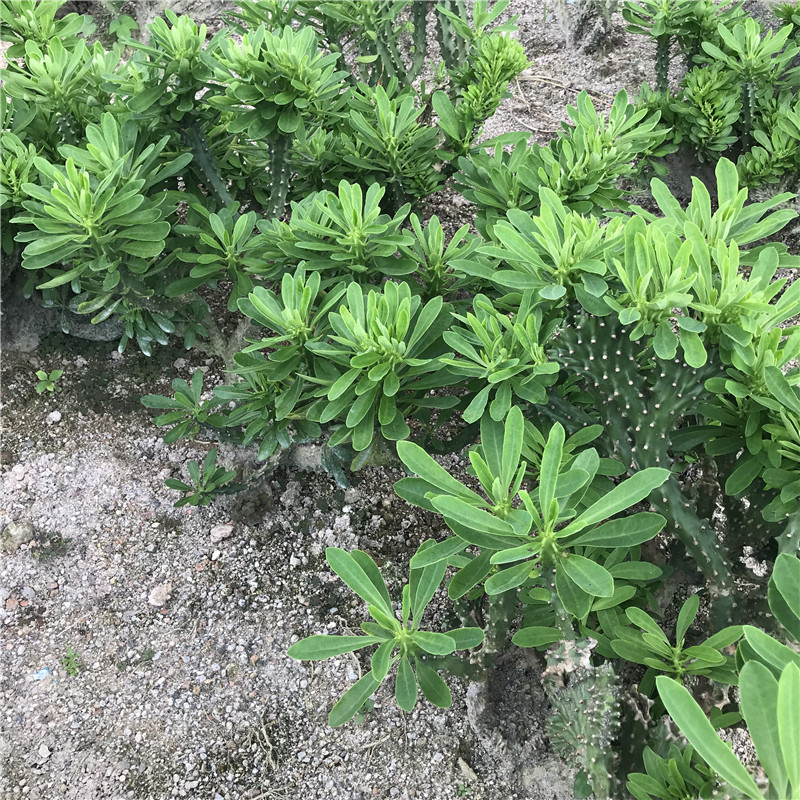绿植麒麟掌花卉盆栽多肉植物