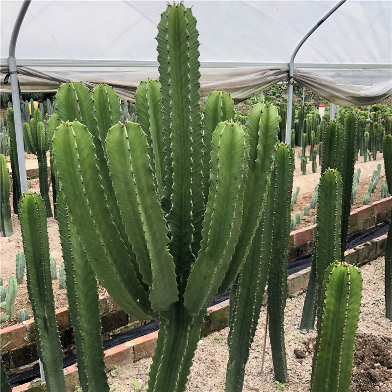 ins北欧风仙人掌沙漠多肉植物 大戟阁仙人柱量天尺大凤龙手臂造型