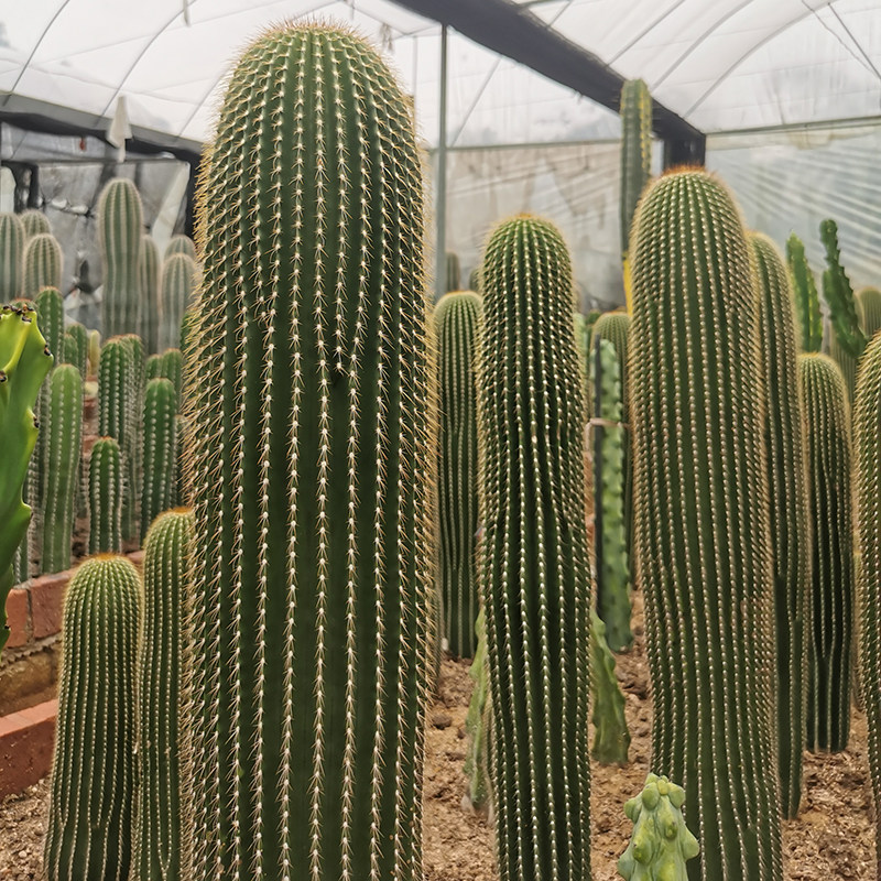 实生大凤龙仙人柱沙漠植物仙人掌大型沙漠景观造景阳台盆栽花卉,鲜花速递/花卉仿真/绿植园艺,大型绿植/成品组合盆栽,淘宝优惠券,粉丝福利购,淘宝优惠卷