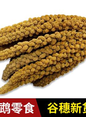 新谷穗鹦鹉鸟食鸟粮鸟饲料零食天然小米带壳谷子仓鼠造景装饰饲料