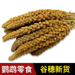 新谷穗鹦鹉鸟食鸟粮鸟饲料零食天然小米带壳谷子仓鼠造景装饰饲料