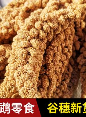 2024年天然新黄谷穗谷子穗小米穗鹦鹉粮食仓鼠零食造景装饰农家自