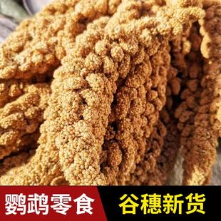 2024年天然新黄谷穗谷子穗小米穗鹦鹉粮食仓鼠零食造景装饰农家自