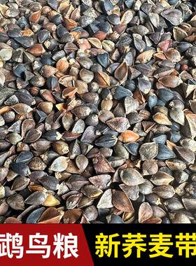 原荞麦 带壳鹦鹉鸟食 玄凤中大鹦鹉鸟粮鸽粮仓鼠零食信鸽谷物
