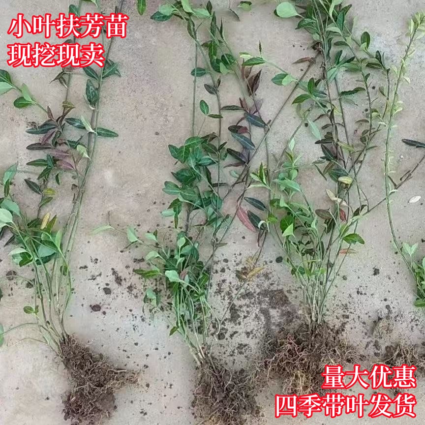 四季植物小叶常青藤庭院盆栽室内室外扶芳藤苗阳台绿植花苗绿化苗