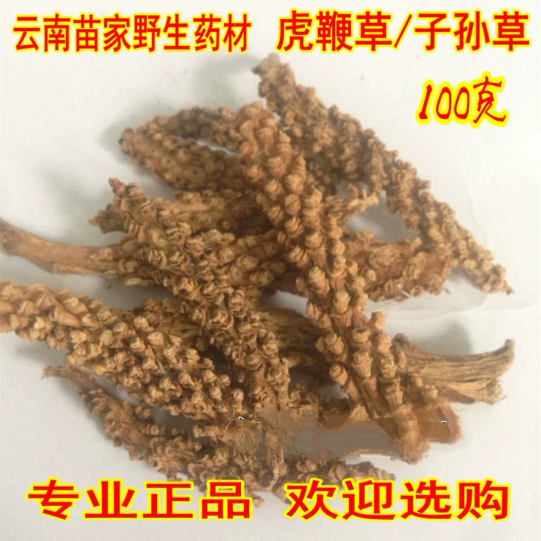 子孙草\虎鞭草：云南苗家中草药 滋补野生中药材滋补泡酒料药酒料