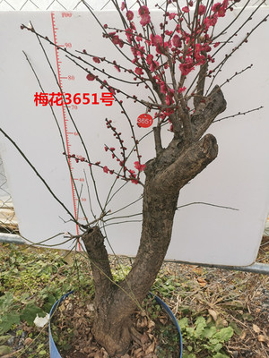 梅花庭院别墅绿化红花实物树桩