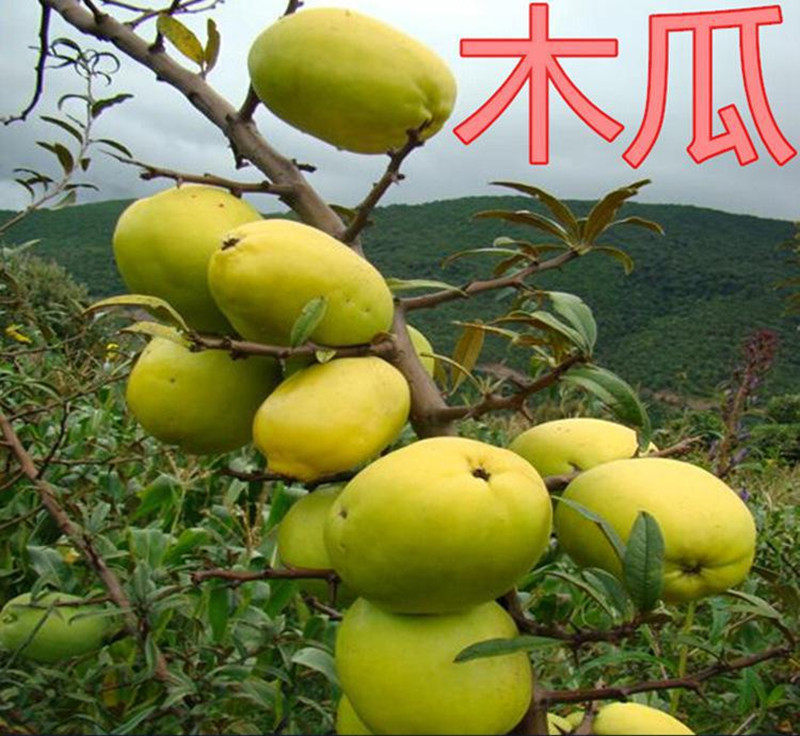 香木瓜盆景果树开花结果果实香甜花早果大红花黄果好吃实物发货