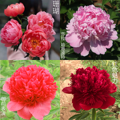 古泽牌山东大芍药大花芍药花苗带花芽一年壮苗二到三芽菏泽发货