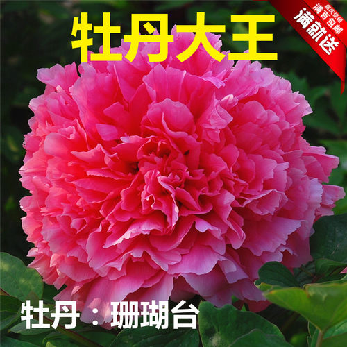 牡丹珊瑚价格 牡丹珊瑚图片 星期三