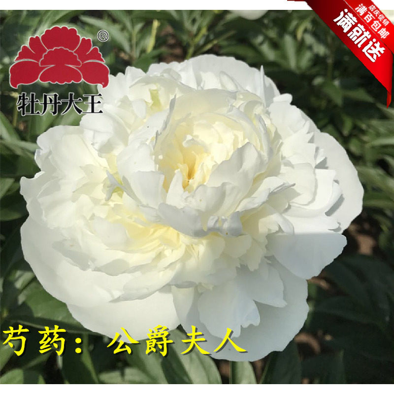 牡丹大王 进口芍药 公爵夫人 9-11月发货 重瓣盆栽花盆庭院花苗
