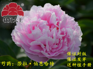 莎拉 11月发货 正品 重瓣庭院盆栽花盆花苗 进口芍药 牡丹大王