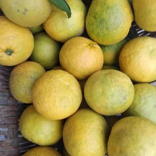 湖南臭皮柑新鲜黄皮水果5斤包邮苦柑枳壳抛柑泡酸柑子
