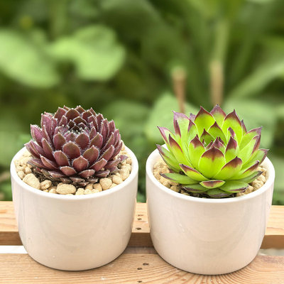 多肉桃蛋熊童子植物紫牡丹盆栽钱串阳台观音莲蒂亚绿植桌面吉娃娃