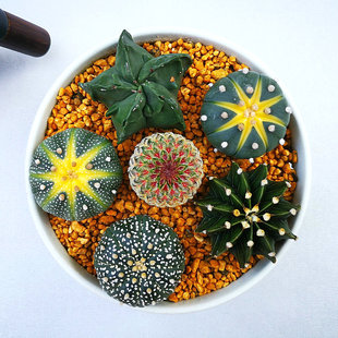 多肉仙人球掌植物红太阳多棱玉肋骨牡丹锦白雪公主星兜内阳台盆栽