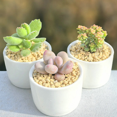 含盆套餐多肉植物组合盆栽桃蛋