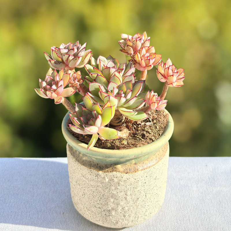 灰姑娘多肉植物群生老桩稀有红边超萌小包子状态易爆盆办公室盆栽