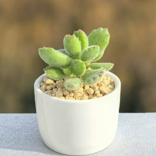 多肉熊童子植物群生多头老桩办公室桌面萌肉肉白熊易养护盆栽绿植