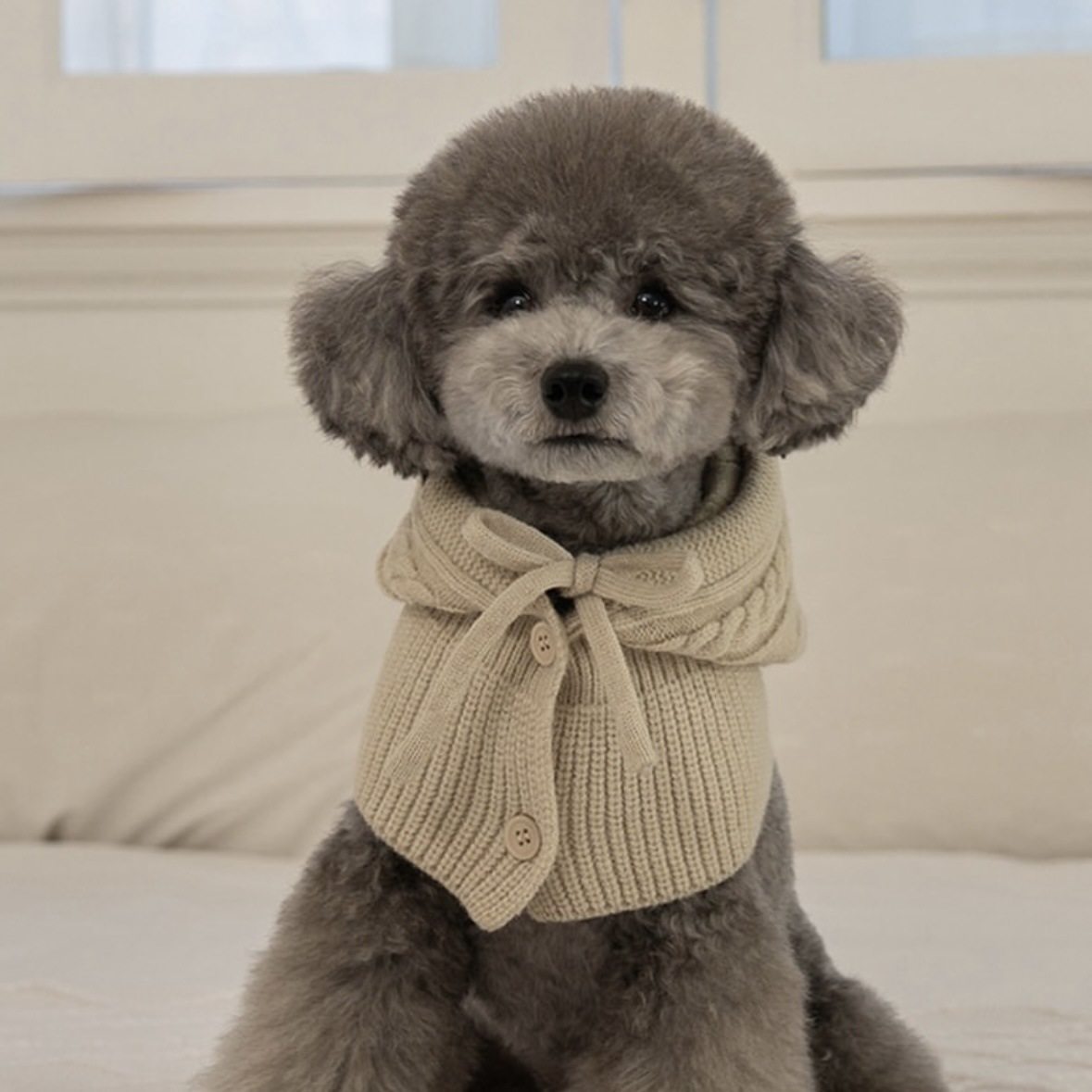 六月兔宠物狗狗针织围巾秋冬保暖毛线围脖时尚披肩帽猫犬通用米色,宠物/宠物食品及用品,帽子,淘宝优惠券,粉丝福利购,淘宝优惠卷