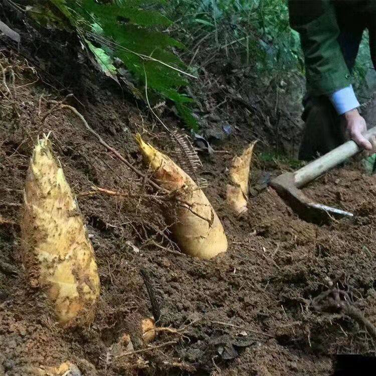 江西宜春新鲜冬笋现挖高山黄泥笋新鲜毛竹笋楠竹笋野生冬笋3斤5斤