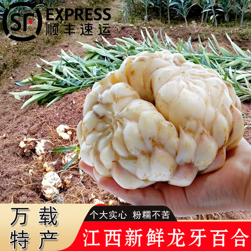 江西白水龙牙百合新鲜现挖不苦