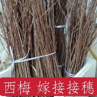 西梅接穗果树枝条 嫁接专用新品种