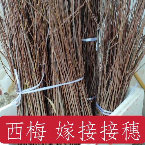 西梅接穗果树枝条 嫁接专用新品种
