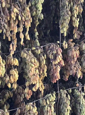 新疆特产无核白葡萄干无添加自然风干不用速干剂可培育天然酵母