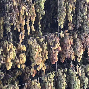 新疆特产无核白葡萄干无添加自然风干不用速干剂可培育天然酵母
