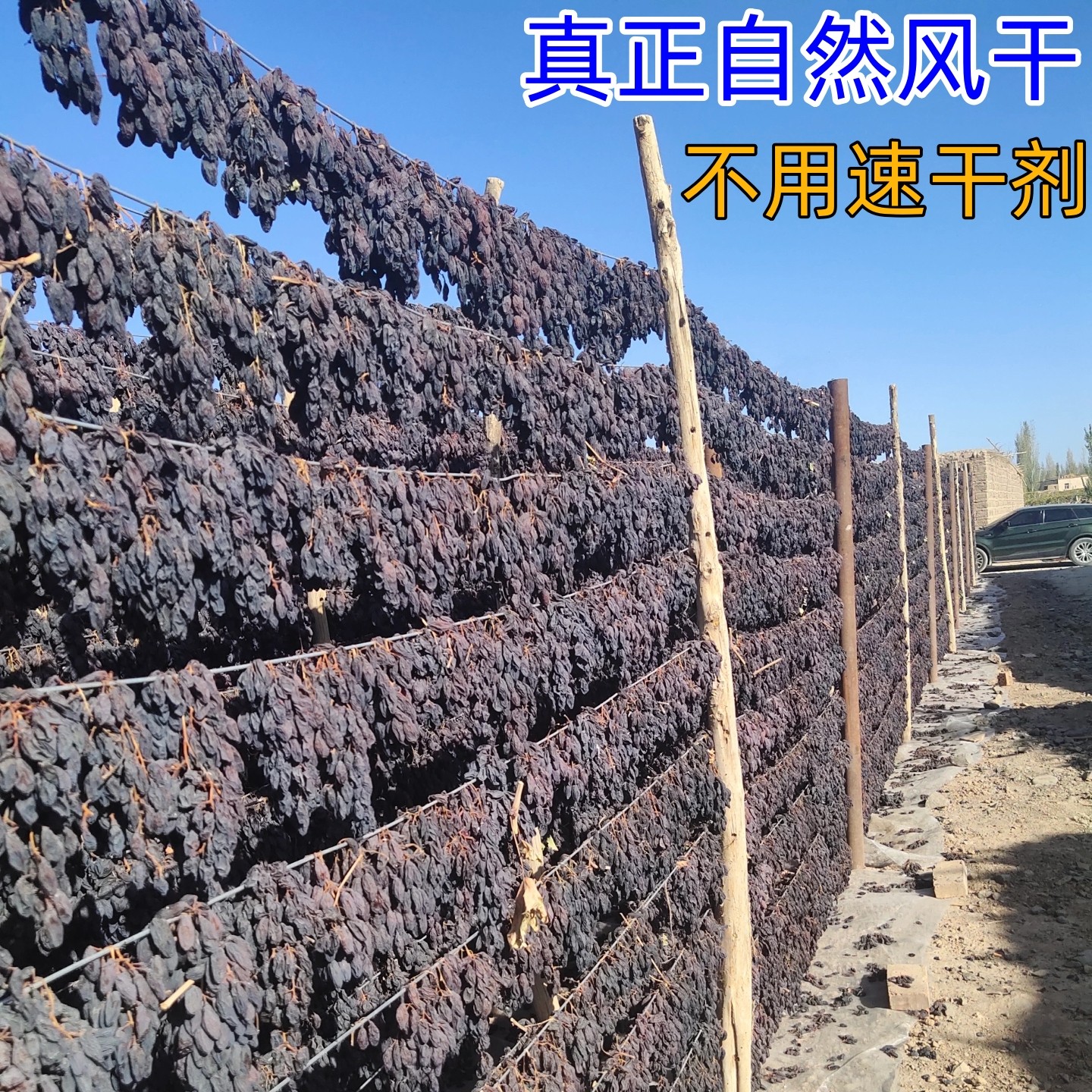 新疆马奶子不用速干剂天然老品种葡萄干有籽自然风干无添加500克