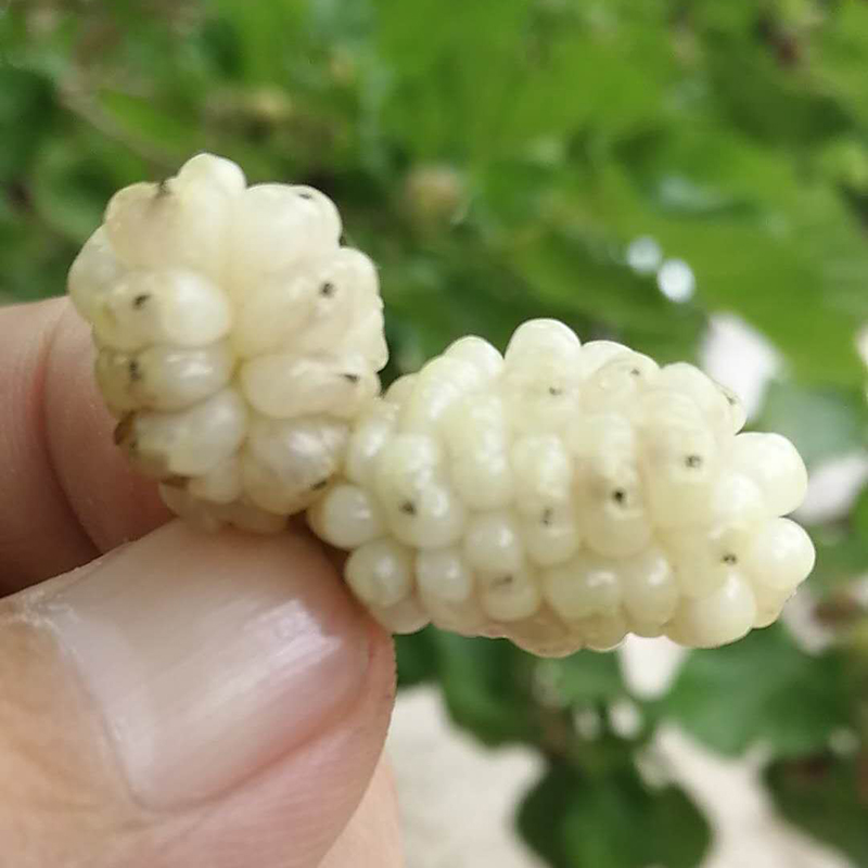 新疆白桑葚干零食天然无添加桑葚子泡酒泡茶做膏满两斤包邮