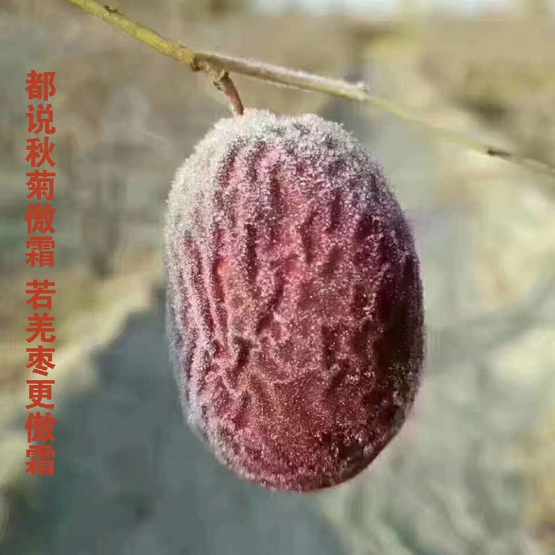 新疆若羌灰枣大果无添加无清洗送礼红枣皮薄肉厚原产地发货500克