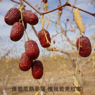 新疆直发特产若羌灰枣红枣无添加无清洗吊干 包邮