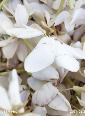 江西新鲜食用黄桅子花山枝枝子花山栀花中药干货2斤包邮500g