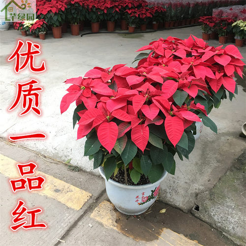 一品红盆栽四季开花室内圣诞花