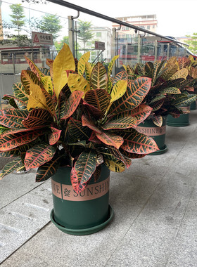 变叶木盆栽七彩网红变色木室内外花卉阳台大叶绿植物绿化带围栏