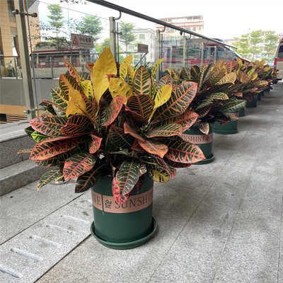 变叶木七彩花卉阳台围栏绿化带