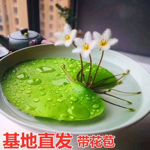 一叶莲浮萍水培植物鱼缸水草造景碗莲睡莲水养生净化水质好养开花