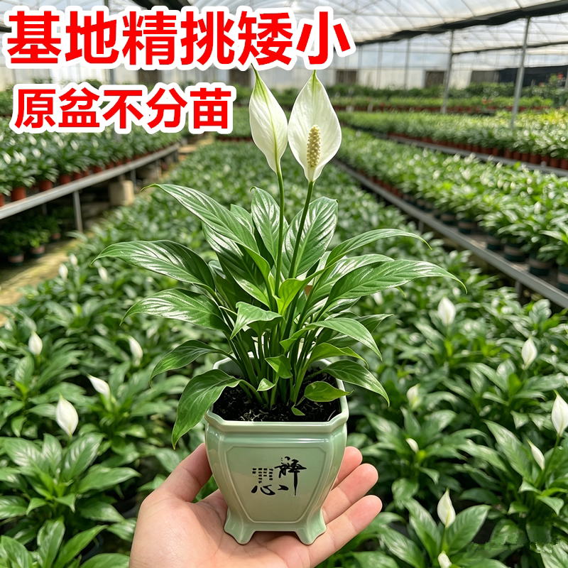 一帆风顺盆栽白掌植物室内红掌容易养花卉净化空气水培观花办公室