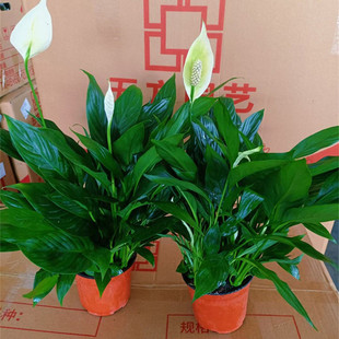 一帆风顺盆栽白掌植物室内红掌容易养花卉净化空气水培观花办公室