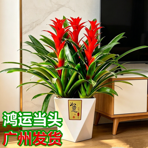 鸿运当头盆栽凤梨花绿植